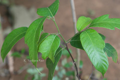 Artocarpus lacucha